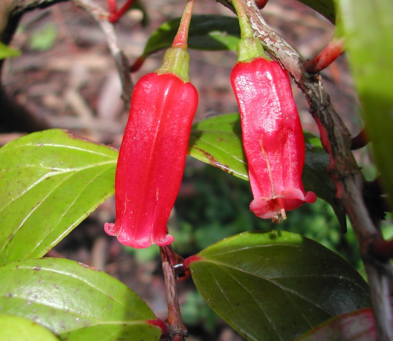 Agapetes meiniana (Paphia meiniana)