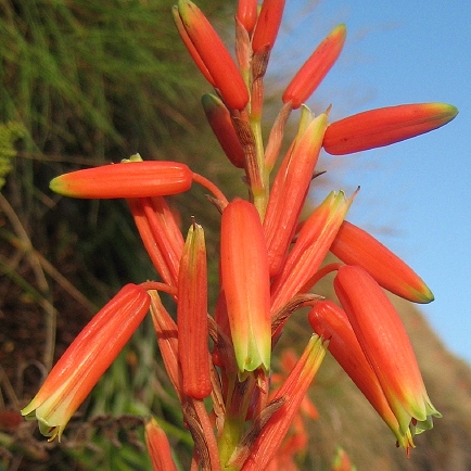Aloe inyangensis - "Grass Aloe"