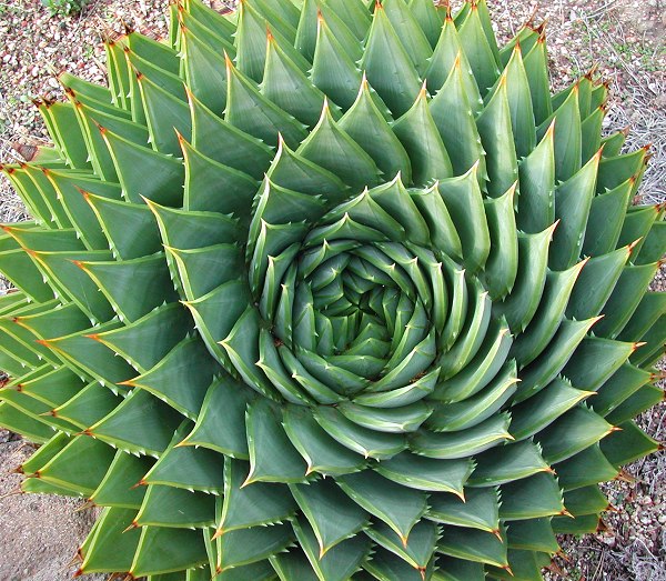 Aloe polyphylla The Spiral Aloe