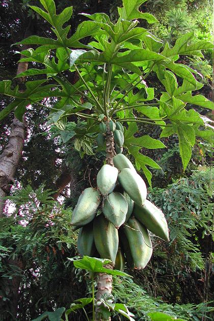 Babaco - Mountain papaya