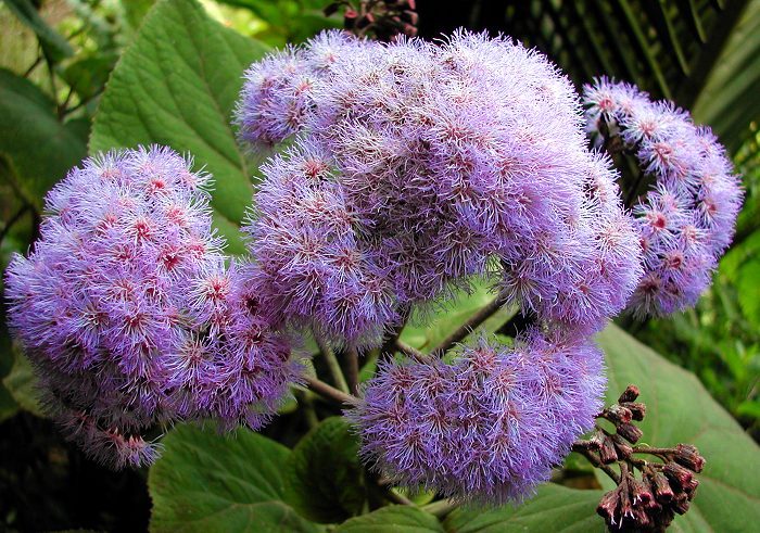 Bartlettina sordida