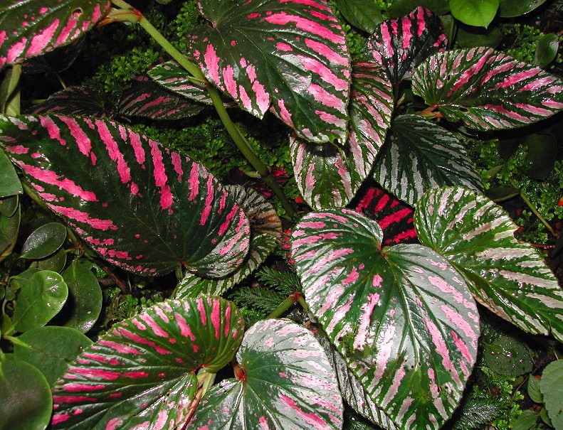 Begonia brevirimosa subsp. exotica