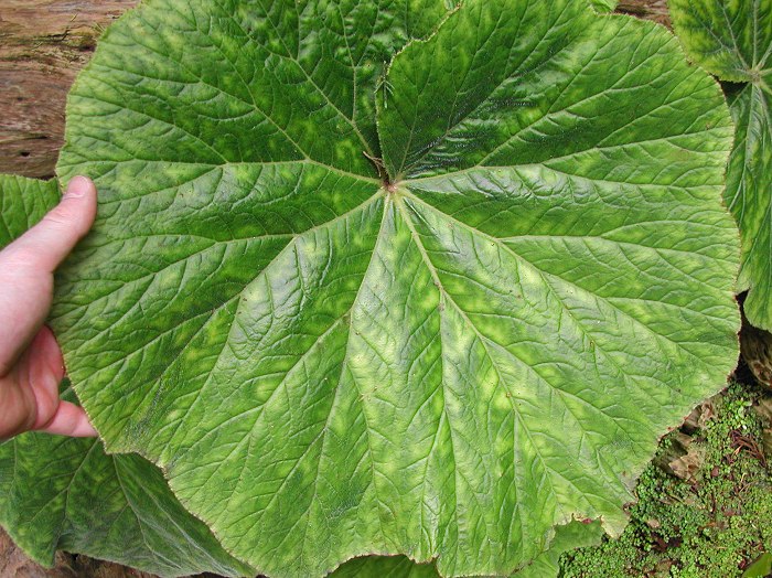 Begonia fusca