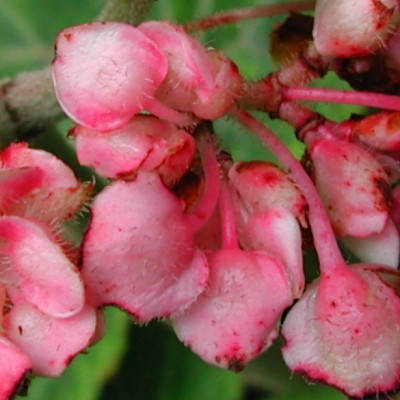 Begonia fusca