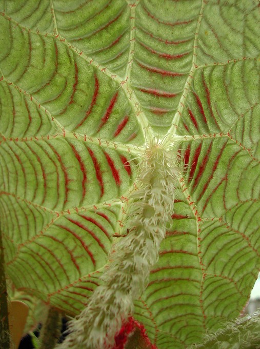 Begonia paulensis - "Spider web Begonia"