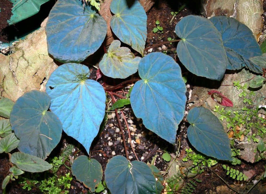 Begonia pavonina - Blue "Peacock Begonia"
