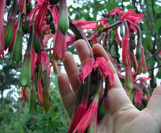 Beschorneria albiflora/chiapensis?