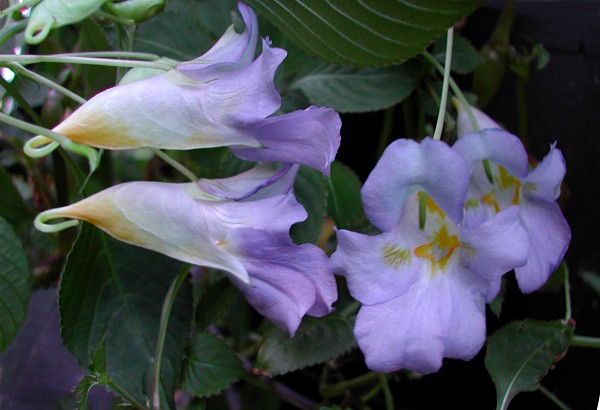 Blue Angel Impatiens