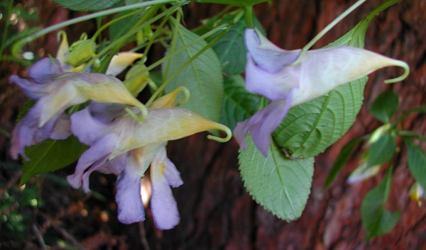 Blue Angel Impatiens