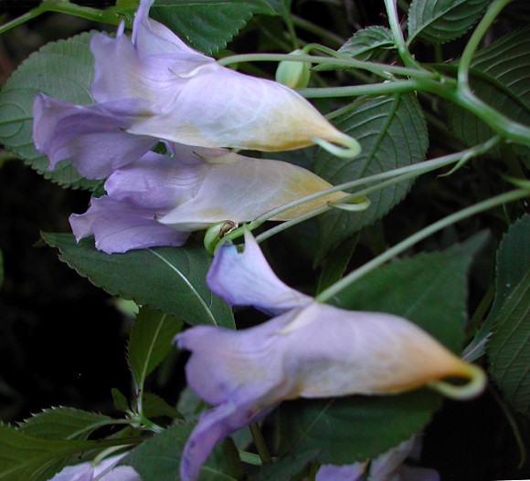 Blue Angel Impatiens