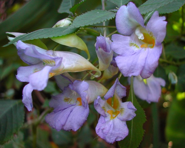Blue Angel Impatiens