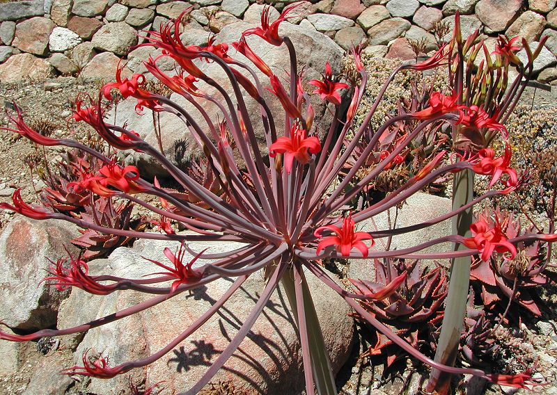 Brunsvigia josephinae - Candelabra Lily