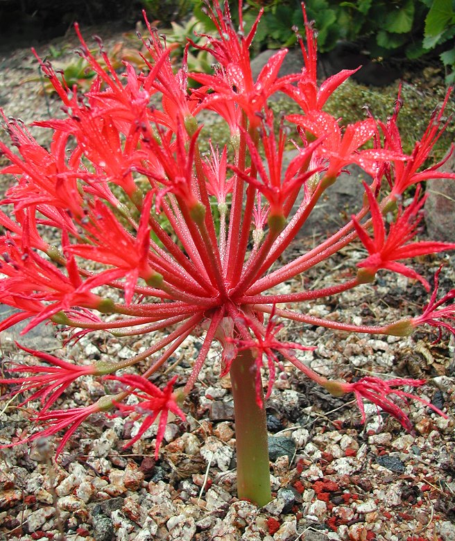 Brunsvigia orientalis - Candelabra Flower