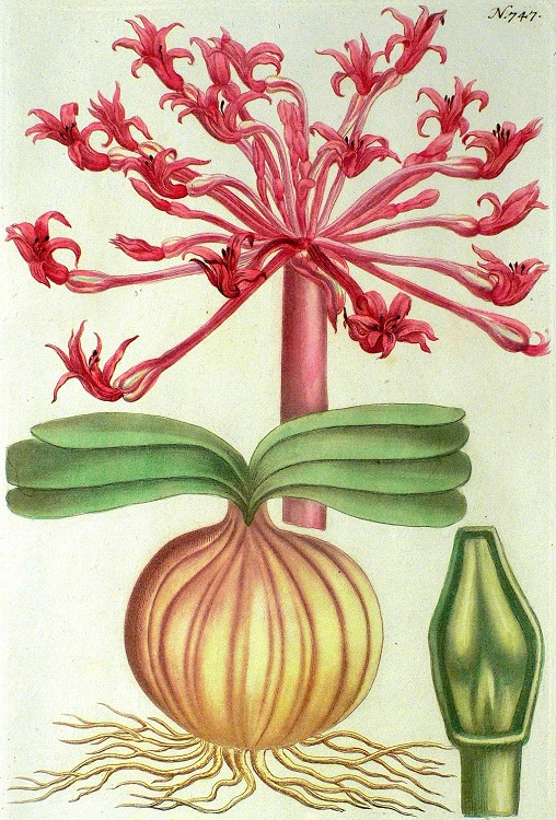 Brunsvigia orientalis - Candelabra Flower