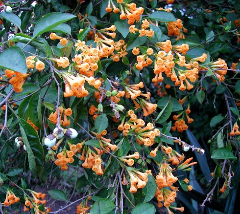 Mango Cestrum