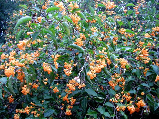 Cestrum aurantiacum