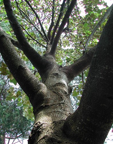 Chiranthodendron - Devil's Hand Tree