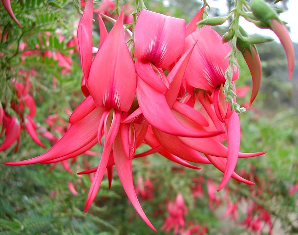 Clianthus puniceus