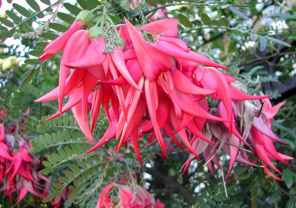 Parrot's Beak Clianthus