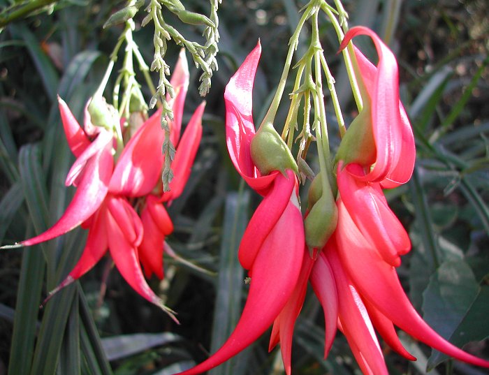 Clianthus puniceus