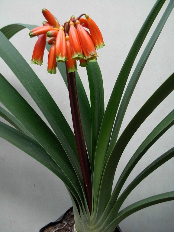 Rare Clivia robusta! Beautiful "giant" Clivia eBay