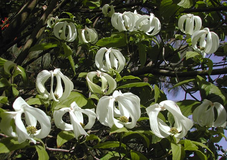 Cornus florida sub. urbiniana