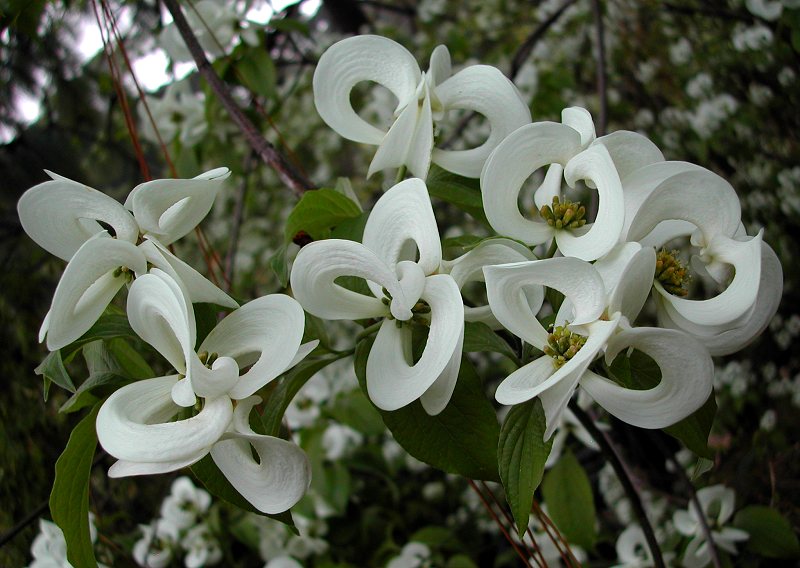 Cornus florida sub. urbiniana