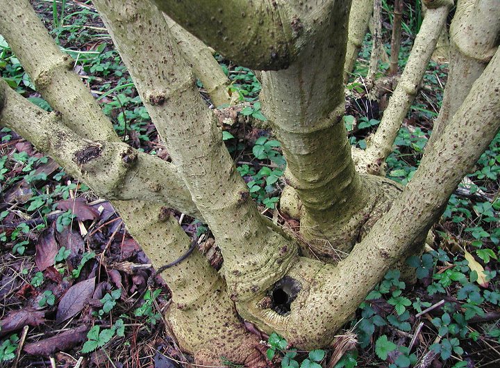 Tree Dahlia - Dahlia imperalis, Double-Lavender form