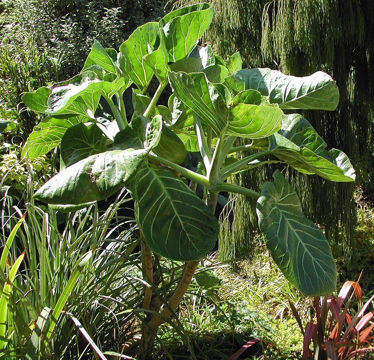 Dendroseris litoralis - Cabbage Tree