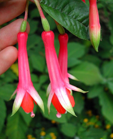 Fuchsia denticulata