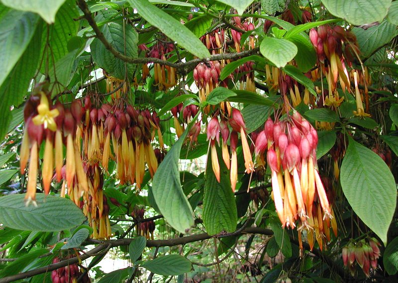 Deppea splendens