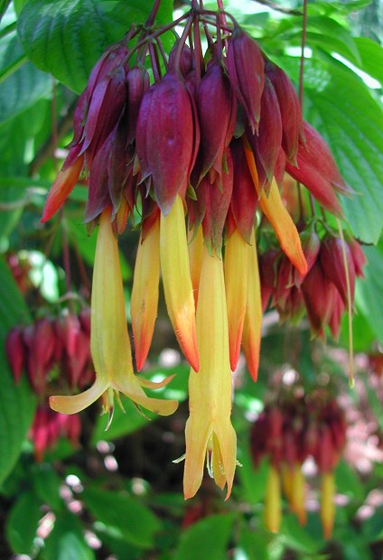 Deppea splendens