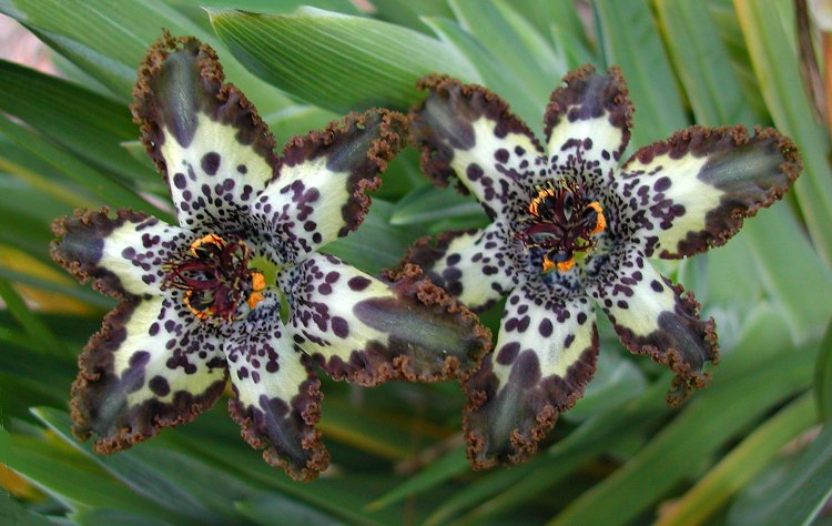Ferraria crispa 10 Corms Frilly Spotted Flowers Purple Olive Grn Cream 