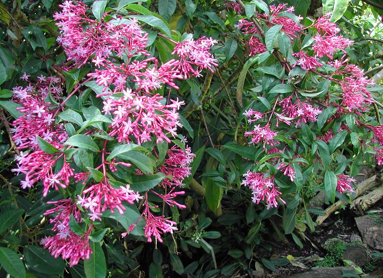 Fuchsia paniculata