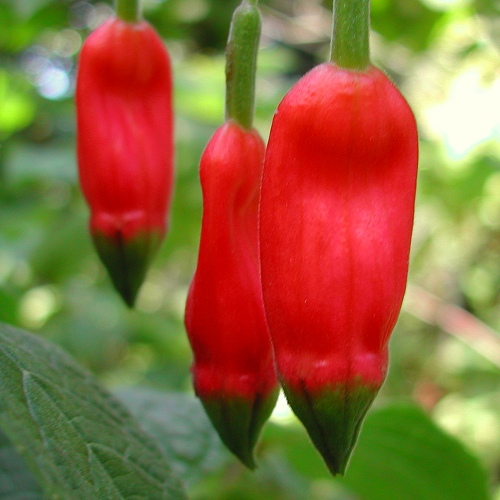 Fuchsia splendens - "Chili Pepper Fuchsia"