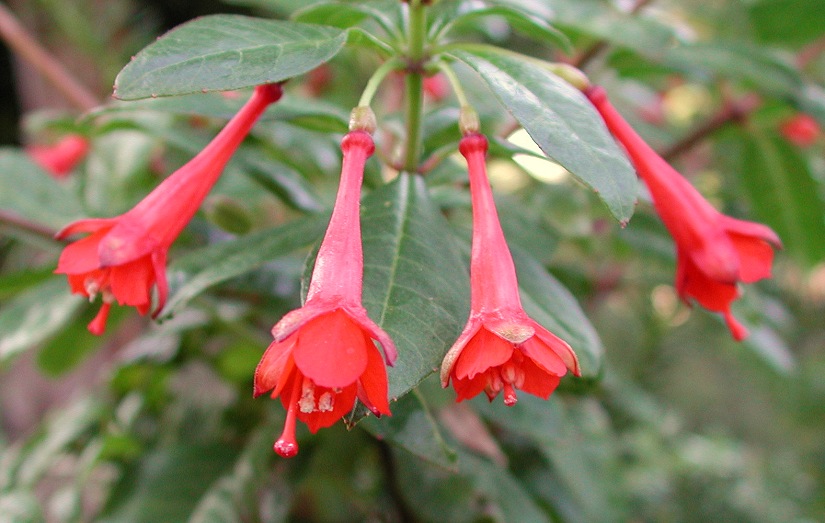 Fuchsia tincta