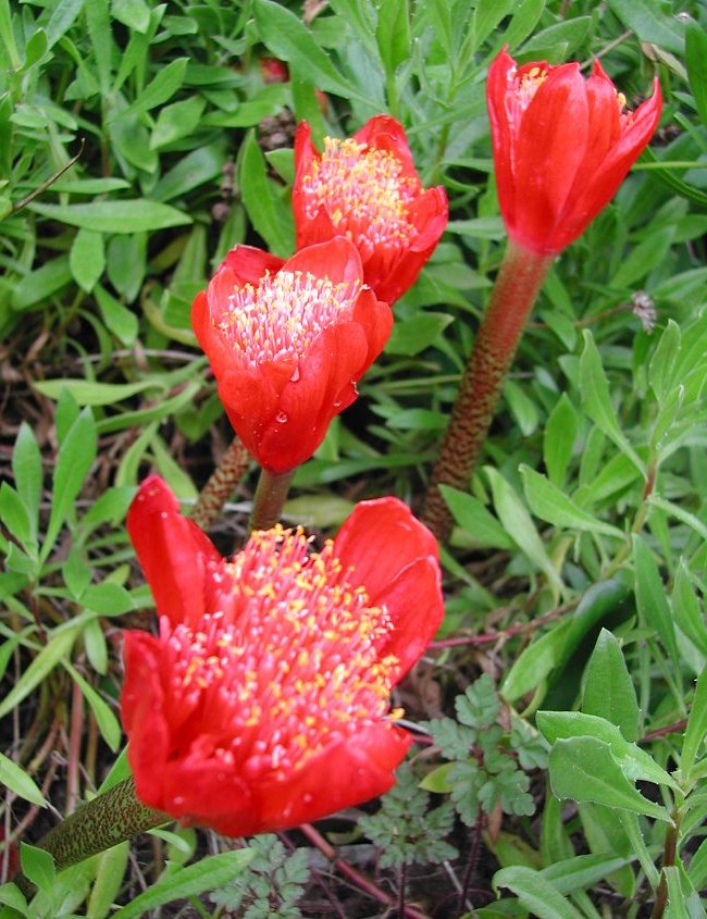 Haemanthus coccineus Paint brush Lily Bulbous plants, Unusual