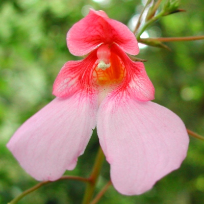 Impatiens flanaganae