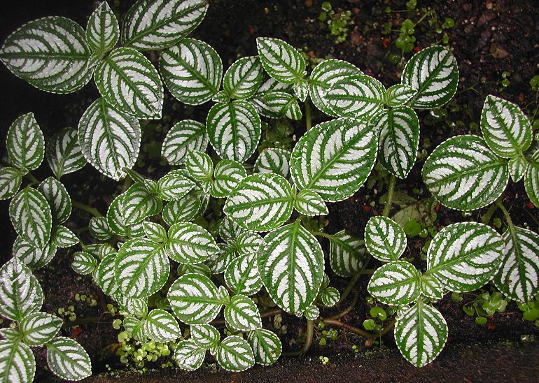 Variegated Impatiens marianae