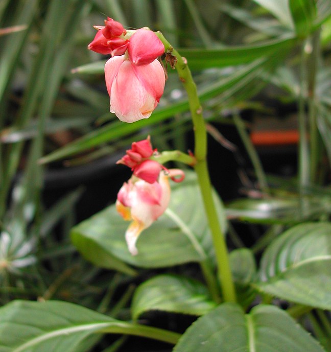 Impatiens mirabilis from Thailand
