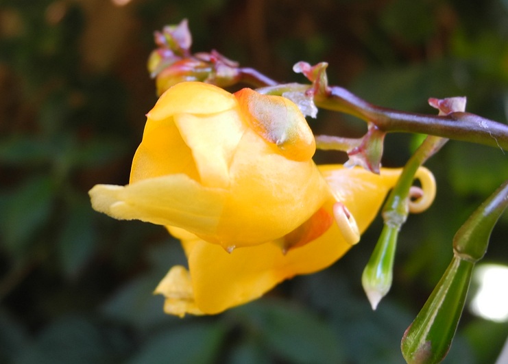 Impatiens mirabilis from Thailand