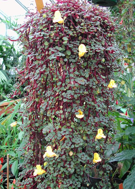 Impatiens repens
