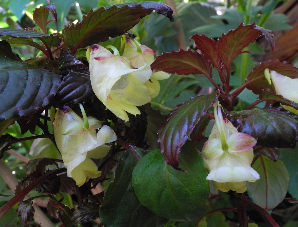 "Elephant's Foot" Impatiens from Thailand