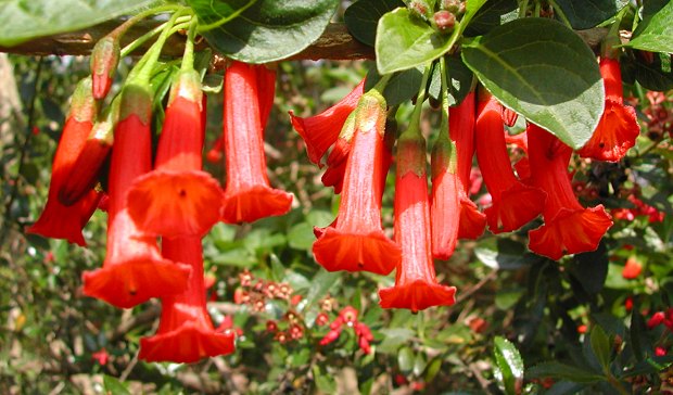 Red Iochroma