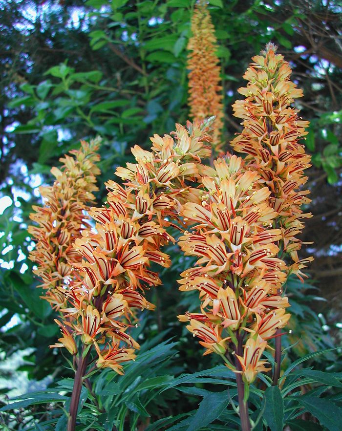Isoplexis canariensis - Canary Island Foxglove
