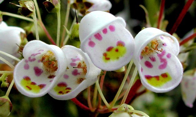 Jovellana punctata - Teacup Flower
