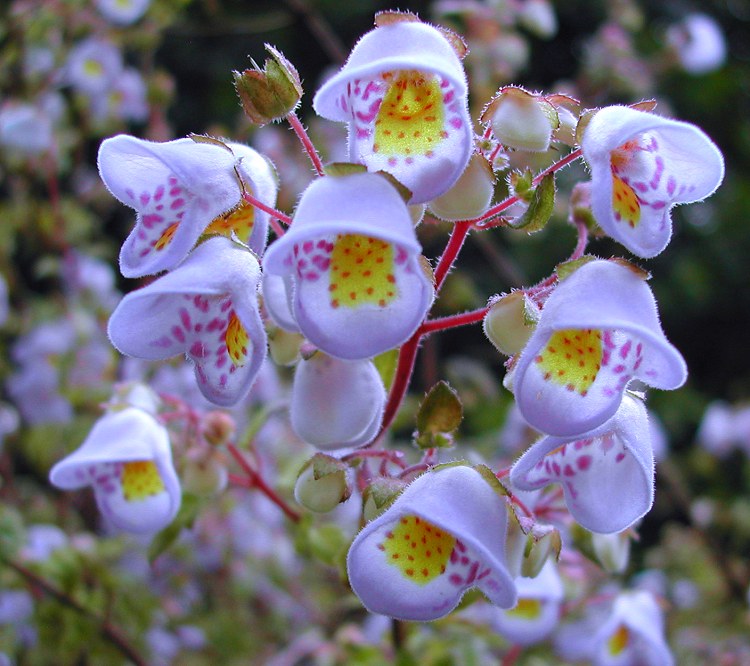 Jovellana violacea - violetTeacup Flower