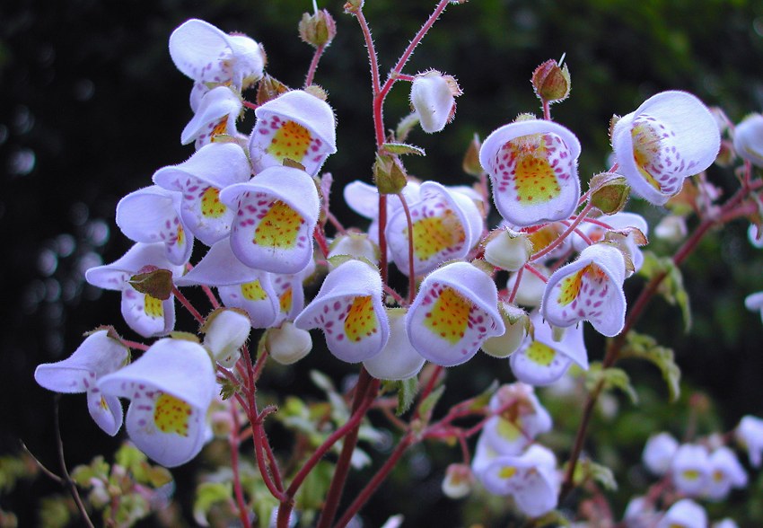 Jovellana violacea - violetTeacup Flower