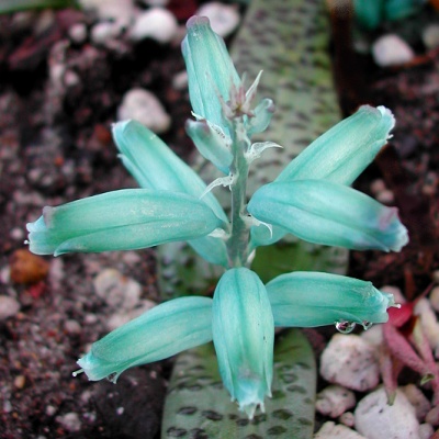 Turquoise Lachenalia viridiflora