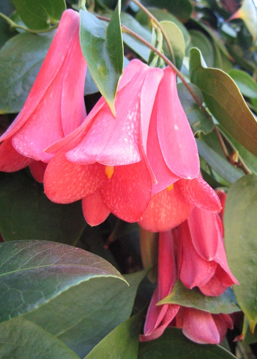 Beautiful, rare Chilean Bellflower! Lapageria rosea Pink hybrid! eBay